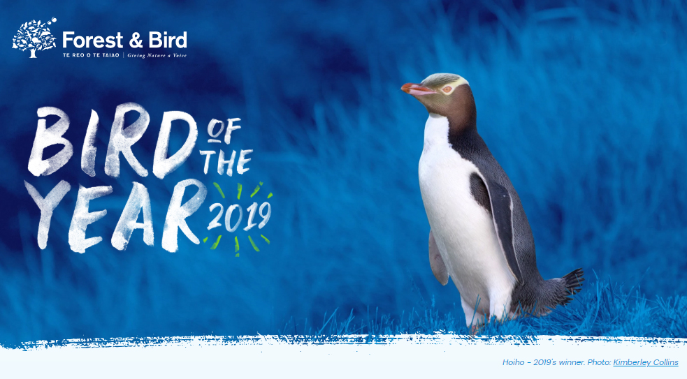 Bird of the Year soars to new heights in 2019 – Forest & Bird