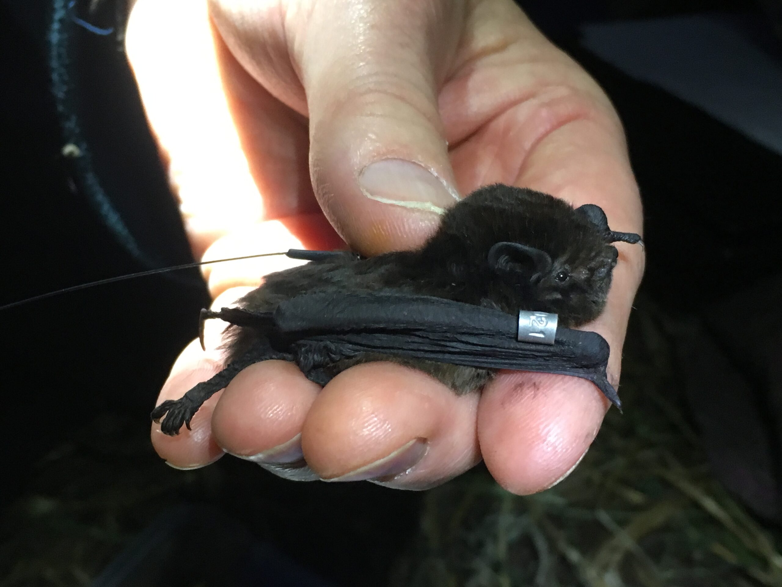 Bats in the back garden – Forest & Bird