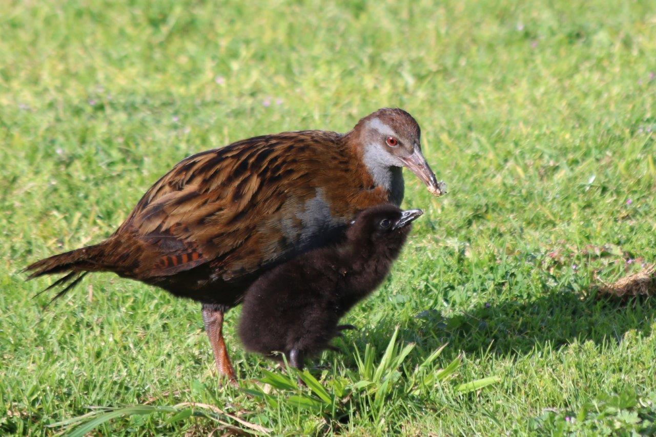 10 Incredible Facts About Weka to Impress your Mates With – Forest & Bird