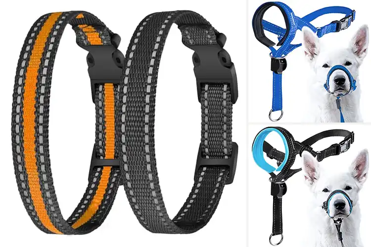 Detailed view of Best GoodBoy Collar Accessories